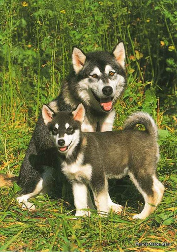 [8900353] Postcards 00353 Husky's 