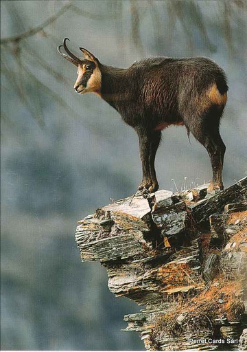 [8900368] Postcards 00368 Chamois 