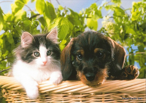 [8900378] Postcards 00378 Hund und Katze