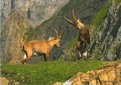 [8900385] Postcards 00385 Steinbock