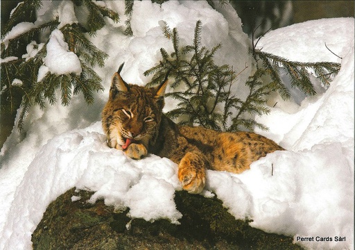 [8900386] Postcards 00386 w Luchs