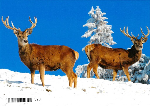 [8900390] Postcards 00390 w Cerfs