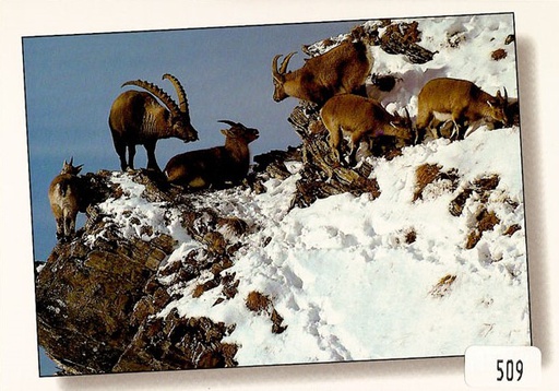 [6300509] Postcards 00509 w Steinbock