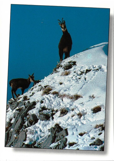 [6300513] Postcards 00513 w Chamois