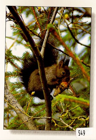 [6300549] Postcards 00549Eichhörnchen