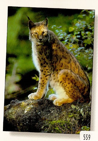 [6300559] Postcards 00559 Luchs