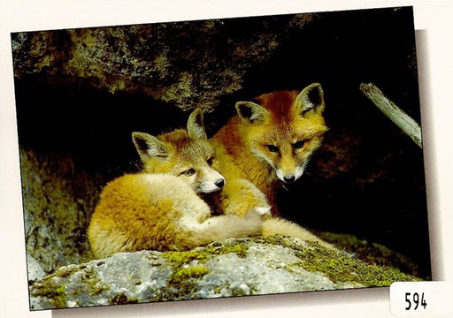 [6300594] Postcards 00594 Fuchs