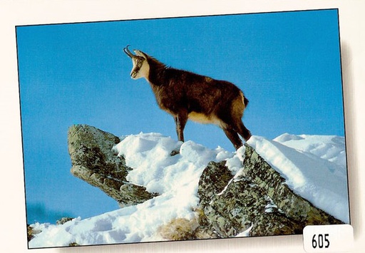 [6300605] Postcards 00605 w Chamois dans la neige