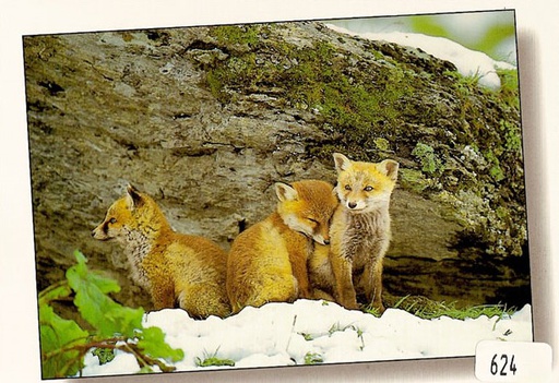 [6300624] Postcards 00624  w Fuchs im Schnee