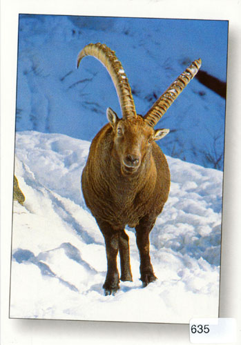 [6300635] Postcards 00635 Steinbock