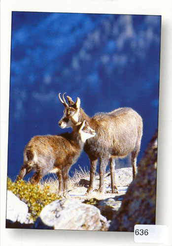 [6300636] Postcards 00636 Chamois