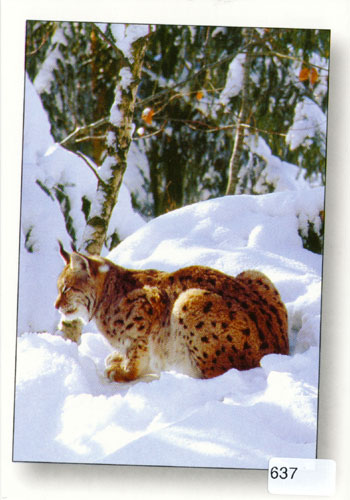 [6300637] Postcards 00637 w Luchs