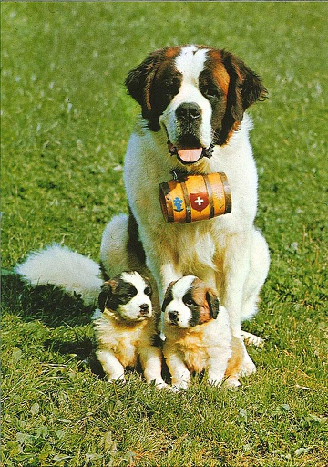 [1034790] Postcards 04790 St-Bernard avec petits