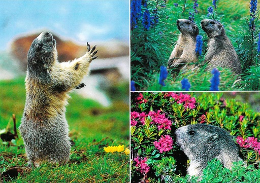 [6105650] Postcards 05650 Marmottes 