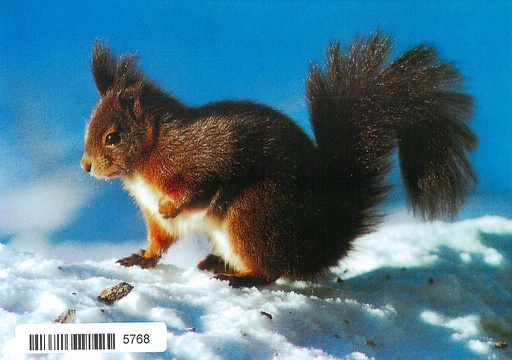 [6105768] Postcards 05768 w Eichhörnchen