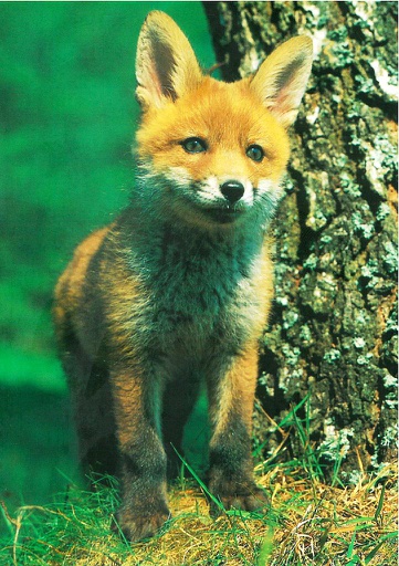 [6105813] Postcards 05813 Renard 