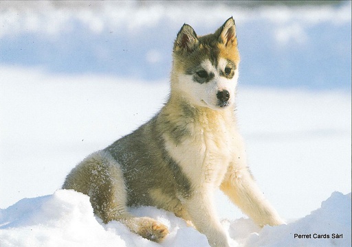 [06040] Postcards 06040 w Husky 