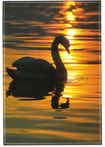 [6300616] Postcards 0616 Cygne