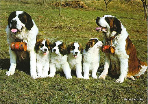 [1036943] Postcards 06943 Couple de St-Bernard avec petits