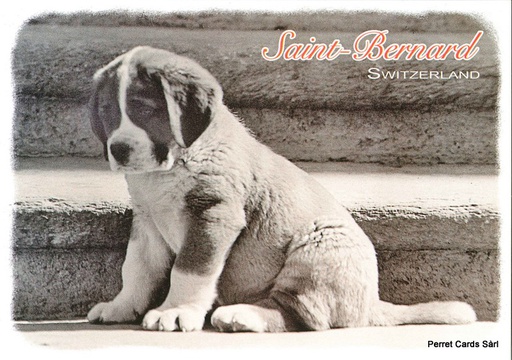 [10028] Postcards 10028 St-Bernard 