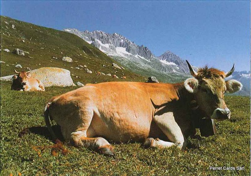 [11591] Postcards 11591 Vache à l'alpage