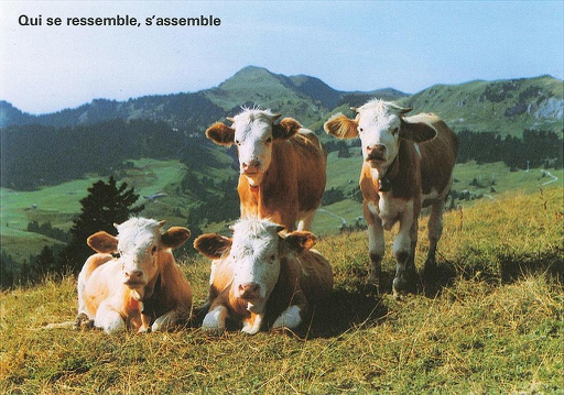 [1012597] Postcards 12597 Vaches 'Qui se ressemble, s'assemble'