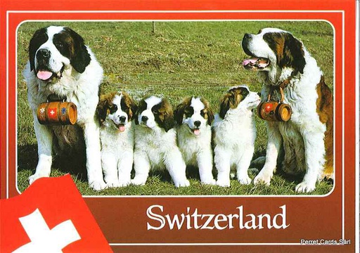 [1014004] Postcards 14004 Switzerland (Bernhardiner)