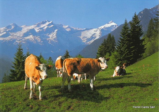 [1018027] Postcards 18027 Vaches (Saanenland, Eggli, Oldenhorn)