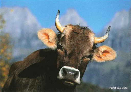 [1018612] Postcards 18612  vache suisse