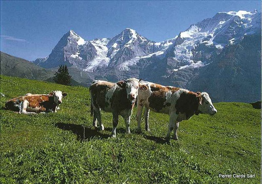 [1018864] Postcards 18864 - Eiger Mönch - Jungfrau avec vaches