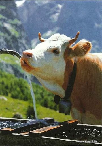 [1019486] Postcards 19486-10 Vache à l'abreuvoir 