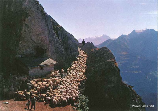 [1019603] Postcards 19603 Moutons sur l'alpe