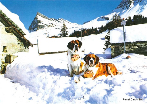 [1019774] Postcards19774 w St-Bernards dans la neige