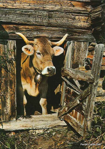 [1020448] Postcards 20448 vache à l'étable