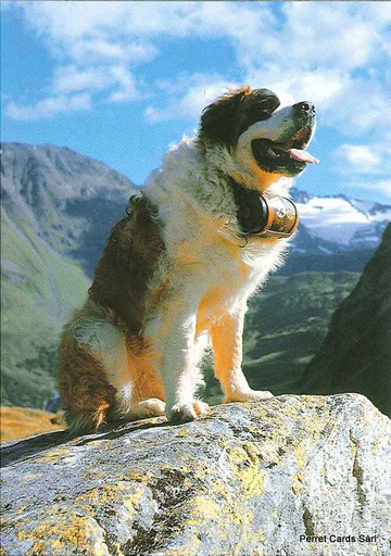 [1020449] Postcards 20449 St-Bernard