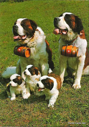 [1021514] Postcards 21514 Chiens St-Bernard