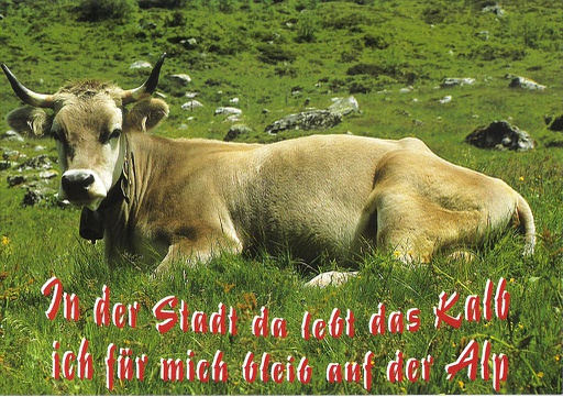 [1022956] Postcards 22956 Kuh mit Spruch