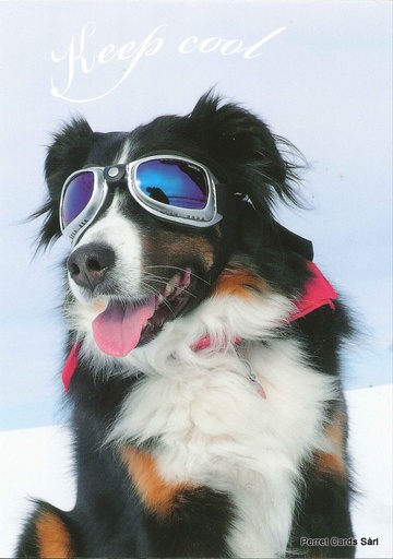 [1026598] Postcards 26598 w Chien 'Keep cool'