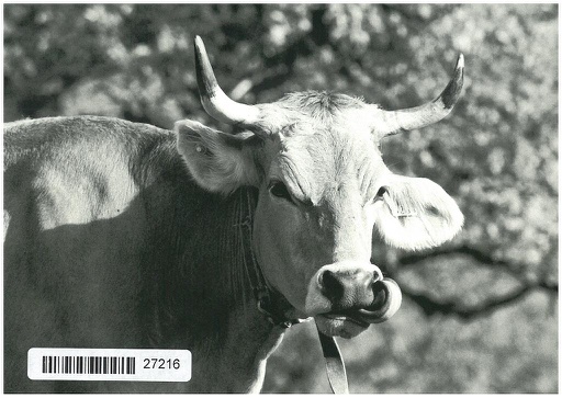 [1027216] Postcards 27216 Vache