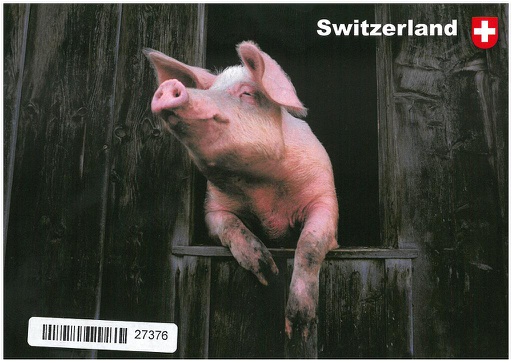 [1027376] Postcards  27376 Cochon