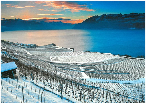 [1027953] Postcards 27953 w Rivaz, Lavaux, Oron