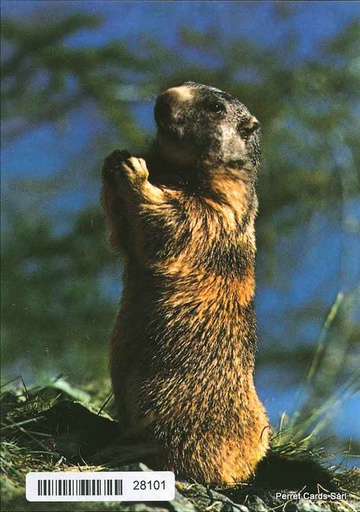 [1028101] Postcards  28101 Marmotte