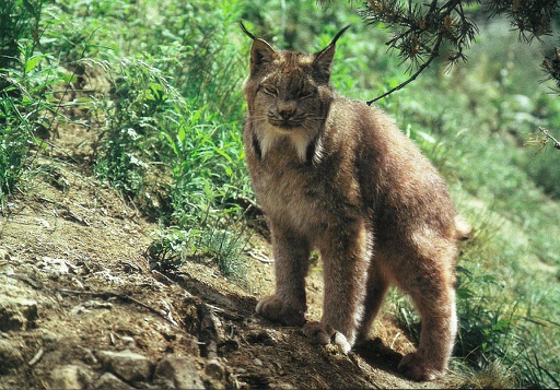 [1028273] Postcards  28273 Lynx