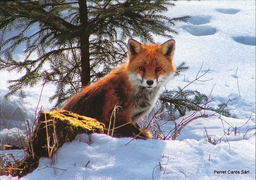 [6191124] Postcards 91124 w Renard 