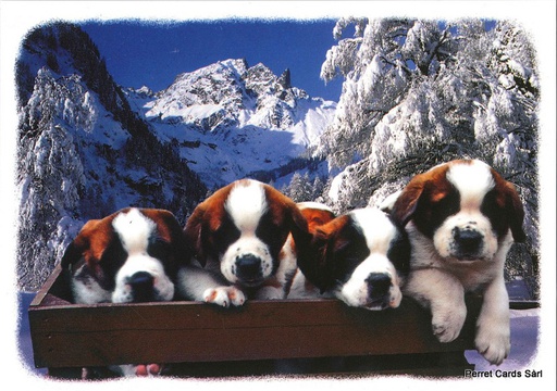 [6191127] Postcards 91127 w Bernhardinerhunde