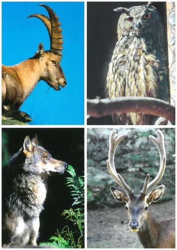 [6196004] Postcards 96004 Bouquetin, hibou, loup, cerf