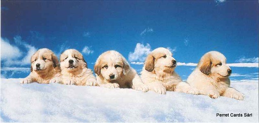 [6601108] Postcards Pano 01108 w Chiots dans la neige