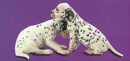 [6601201] Postcards Pano 01201 Jeunes Dalmatiens 