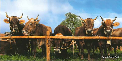[7945187] Postcards Pano 45187 Vaches