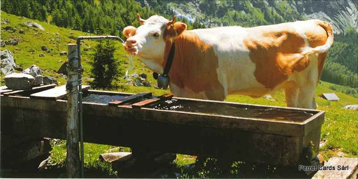 [7945190] Postcards Pano 45190 Vache à l'abreuvoir 